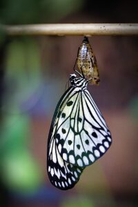 butterfly, hatching, insect, winged insect, butterfly wings, fauna, nature, close up, butterfly, butterfly, butterfly, butterfly, butterfly-4410868.jpg